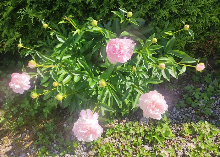 招待所 Tellahouse 霞慕尼