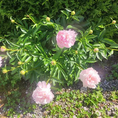 Pensjonat Tellahouse Chamonix